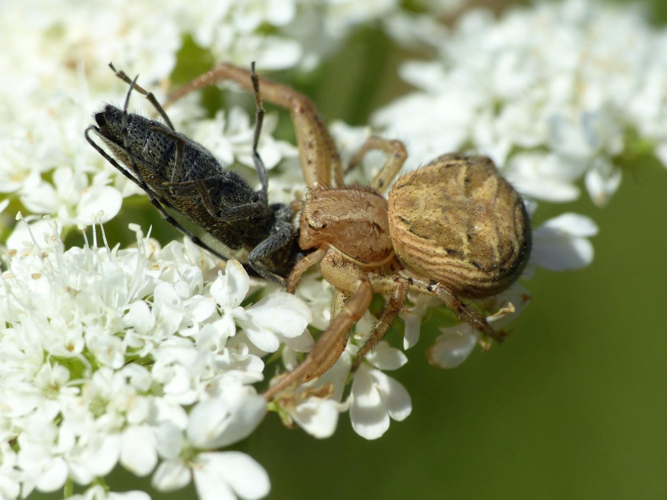 Xysticus sp. con preda (Agapanthia sp.) - Tolfa (RM)